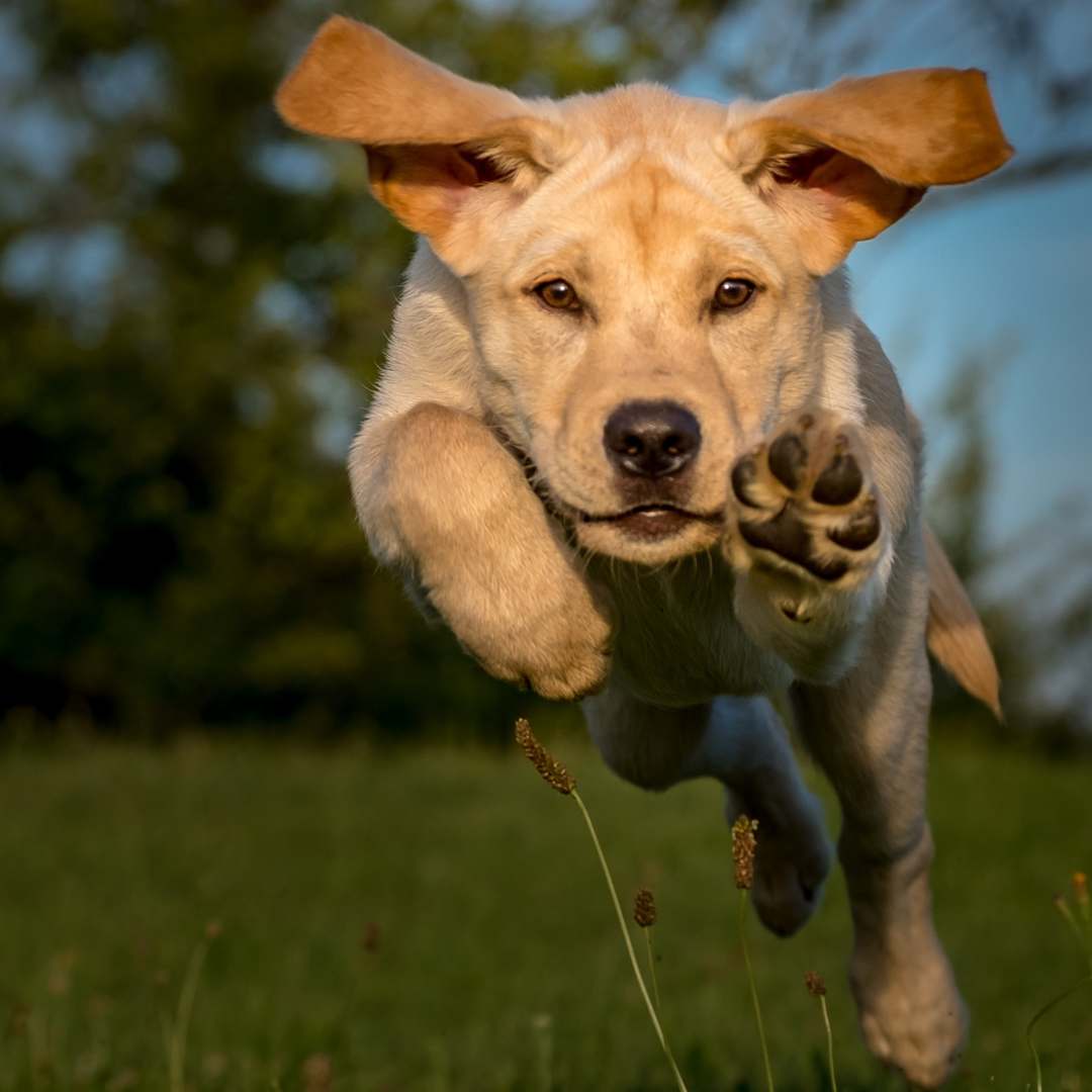 El Juzgado de lo Social nº 25 de Barcelona ha dictado una sentencia que marca un precedente relevante: reconoce como justificada la ausencia de una trabajadora que abandonó su puesto para atender de urgencia a su perra